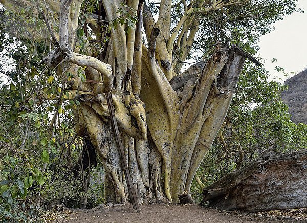 Felsenfeige (Ficus petiolaris)  Jungapeo  Michoacán  Mexiko  Mittelamerika