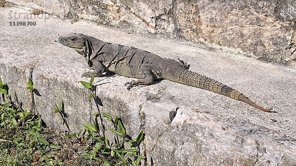 Schwarzer Stachelschwanzleguan  auch Schwarzer Leguan oder Schwarzer Ctenosaurier (Ctenosaura similis) sonnt sich auf einer Steinmauer  Maya-Stadt Uxmal  Yucatan  Mexiko  Mittelamerika