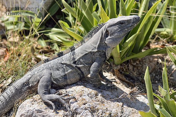 Schwarzer Stachelschwanzleguan  auch Schwarzer Leguan oder Schwarzer Ctenosaurier (Ctenosaura similis) sonnt sich auf einem Stein  Maya-Stadt Uxmal  Yucatan  Mexiko  Mittelamerika