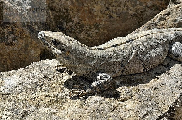 Schwarzer Stachelschwanzleguan  auch Schwarzer Leguan oder Schwarzer Ctenosaurier (Ctenosaura similis) sonnt sich auf einem Stein  Maya-Stadt Uxmal  Yucatan  Mexiko  Mittelamerika