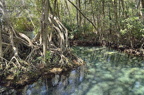 Süßwasserquelle in einem Mangrovenwald (Rhizophora)  in der Nähe von Celestun  Yucatan  Mexiko  Mittelamerika