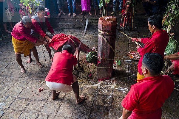 Priester mit großem Schwert  der einen Wasserbüffel opfert  Hindu-Fest Dashain  Gorakhnath-Tempel  Gorkha  Distrikt Gorkha  Nepal  Asien