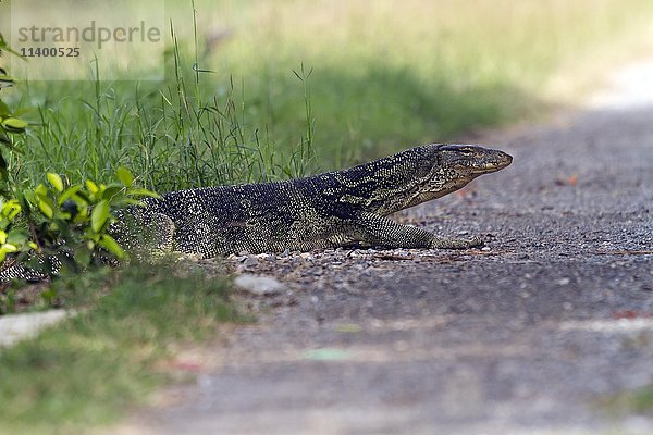 Wasserwaran  (Varanus salvator) kreuzt Weg  Pak Bia  Pak Thale  Thailand  Asien