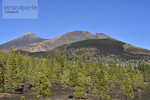 Pico del Teide und Pico Viejo  Vulkanlandschaft mit Kanarischen Kiefern (Pinus canariensis)  Montaña Samara  Teide-Nationalpark  Teneriffa  Kanarische Inseln  Spanien  Europa