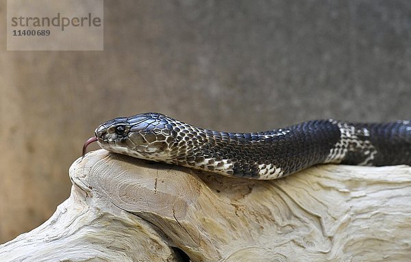 Indische Kobra (Naja naja) schnalzt mit der Zunge  gefangen