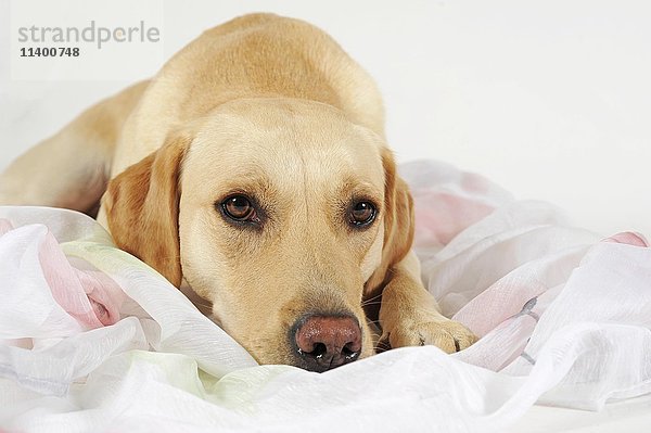 Labrador Retriever  gelb  Hund auf Handtuch liegend