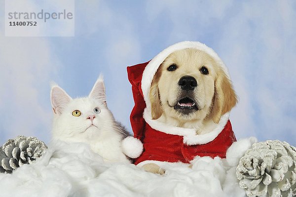 Maine Coon Katze und Golden Retriever Welpe mit Weihnachtsmannmütze  Weihnachtsdekoration