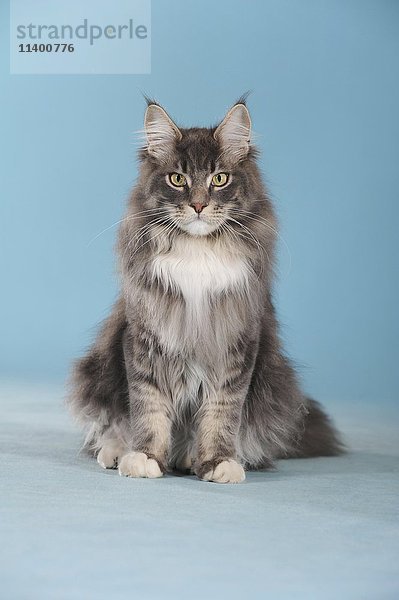 Maine Coon  Katze  klassisch gestromt  sitzend