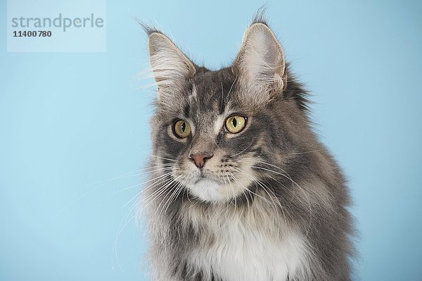 Maine Coon  Katze  klassisch gestromt  Porträt