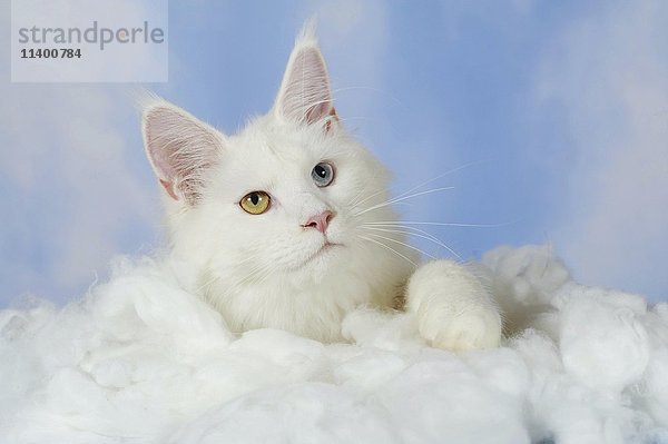 Maine Coon  Katze  weiß  liegend auf Watte vor Himmel Hintergrund