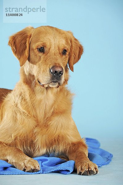 Golden Retriever  Hund  auf Decke liegend