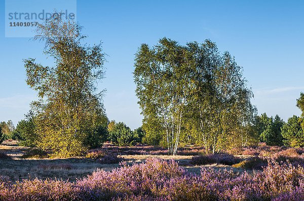 Blühende Besenheide (Calluna vulgaris) mit Hänge-Birken (Betula pendula)  Naturpark Schlaubetal  Naturpark Schlaube Velley  Brandenburg  Deutschland  Europa