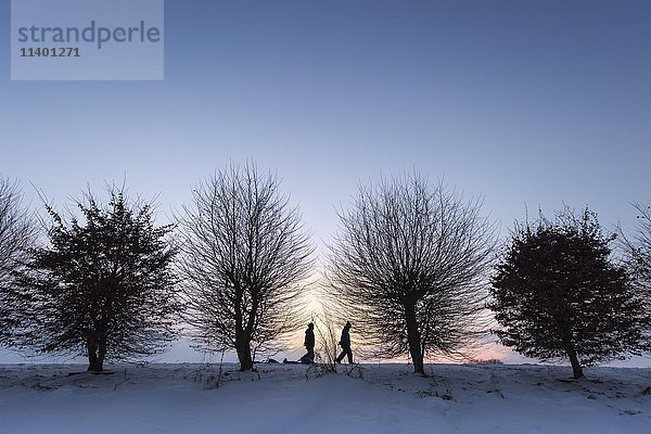 Baumreihe in der Abenddämmerung im Winter  zwei Kinder ziehen Schlitten  Erdinger Moos  Bayern  Deutschland  Europa
