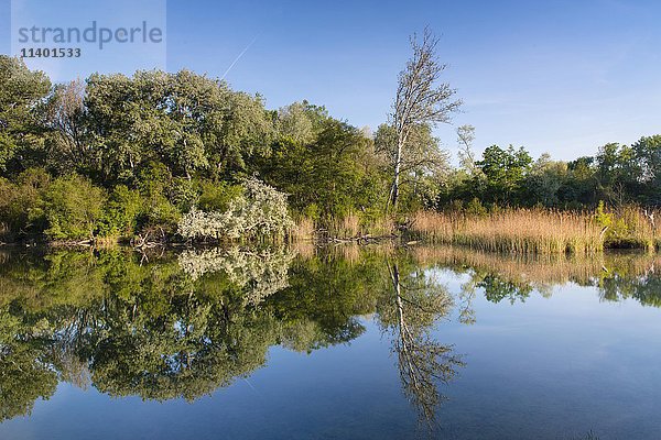 Dechantlacke  Bäume spiegeln sich im Wasser  Lobau  Nationalpark Donau-Auen  Feuchtgebiete  Wien  Niederösterreich  Österreich  Europa