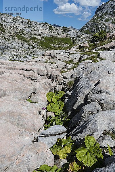 Karst  Steinernes Meer  Lech  Lechquellengebirge  Vorarlberg  Österreich  Europa