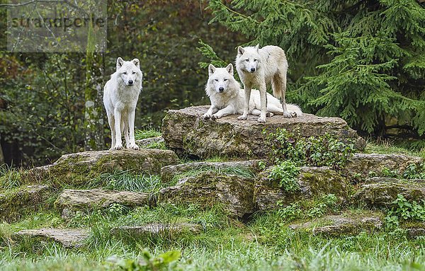 Polarwölfe  weiße Wölfe oder arktische Wölfe (Canis lupus arctos)  in Gefangenschaft