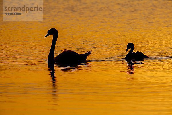 Höckerschwan (Cygnus olor)  Altvogel und Jungvogel schwimmen auf einem See bei Sonnenuntergang  Suffolk  England  Vereinigtes Königreich  Europa