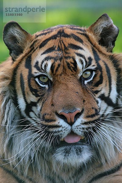 Sumatra-Tiger (Panthera tigris sumatrae)  Porträt  in Gefangenschaft