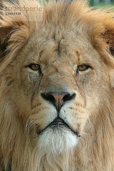 Afrikanischer Löwe (Panthera leo)  männlich  Porträt  in Gefangenschaft  Vereinigtes Königreich  Europa