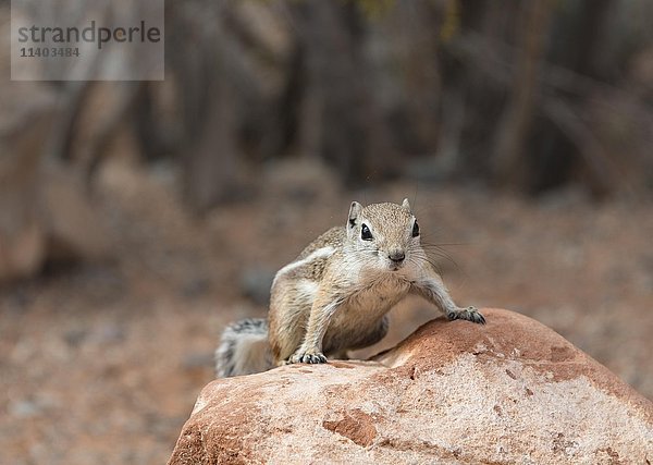 Harris-Antilopenhörnchen (Ammospermophilus harrisii) auf Felsen  Valley of Fire  Nevada  USA  Nordamerika