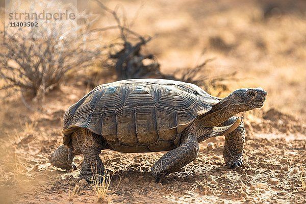 Agassiz-Wüstenschildkröte (Gopherus agassizii) beim Wandern in trockenem Gelände  Valley of Fire  Mojave-Wüste  Nevada  USA  Nordamerika