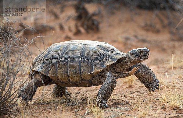 Agassiz-Wüstenschildkröte (Gopherus agassizii) beim Wandern in trockenem Gelände  Valley of Fire  Mojave-Wüste  Nevada  USA  Nordamerika