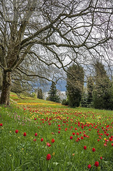 Wiese voller Frühlingsblumen  rote und gelbe Tulpen (Tulipa)  Mainau  Bodensee  Baden-Württemberg  Deutschland  Europa