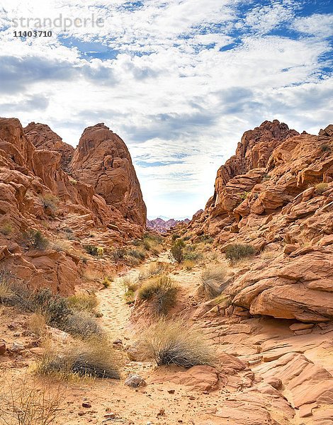 Rainbow Vista Trail  rot-orange Sandsteinfelsen  Mojave-Wüste  Valley of Fire State Park  Nevada  USA  Nordamerika