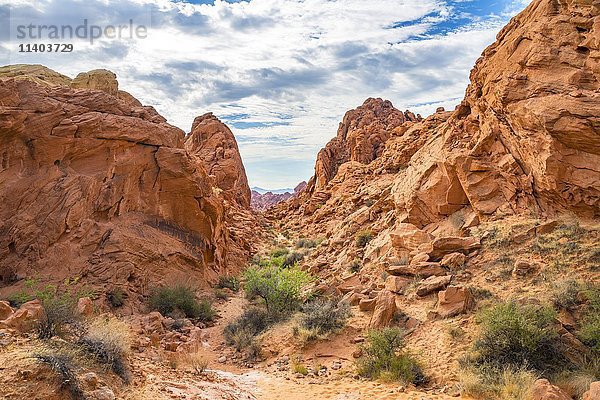 Rainbow Vista Trail  rot-orange Sandsteinfelsen  Mojave-Wüste  Valley of Fire State Park  Nevada  USA  Nordamerika
