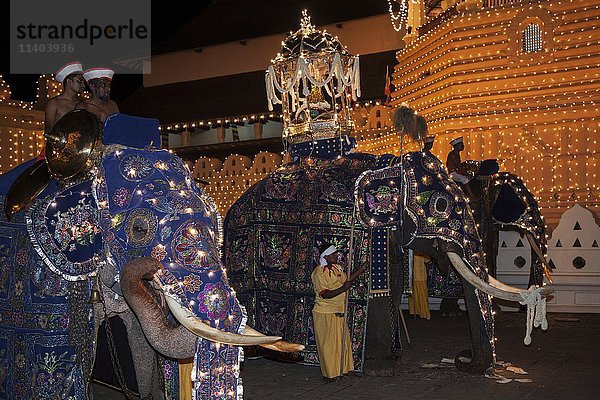 Geschmückte Elefanten  Dalada-Gruppe mit heiligem Elefanten Maligawa Raja  der die Heilige Zahnreliquie auf dem Rücken trägt  buddhistisches Fest Esala Perahera  vor dem Sri Dalada Maligawa oder Tempel der Heiligen Zahnreliquie  Kandy  Zentralprovinz  Sri Lanka  Asien