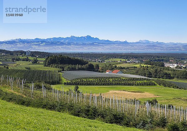 Streuobstwiesen und Hopfengärten  Tettnang  hinter Schweizer Alpen  Oberschwaben  Baden-Württemberg  Deutschland  Europa