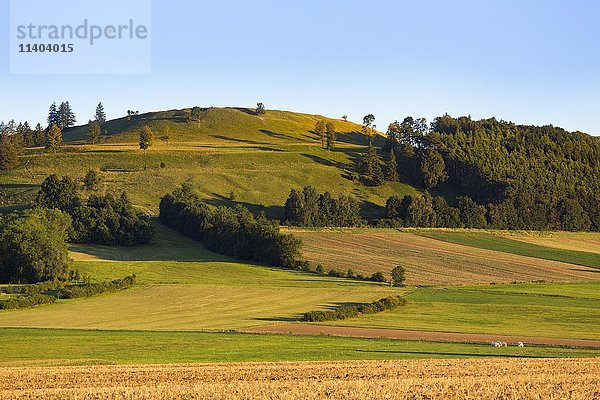 Gelber Berg  Berg  Hahnenkamm bei Dittenheim  Mittelfranken  Franken  Bayern  Deutschland  Europa