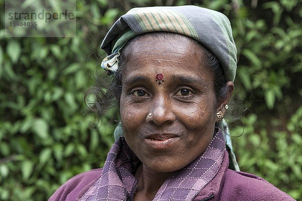 Einheimische Frau  Teepflückerin  bei Nuwara Eliya  Zentralprovinz  Sri Lanka  Asien
