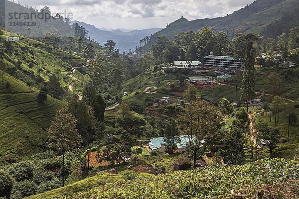 Teepflanzen (Camellia sinensis)  Hochlandanbau  Mackwoods Labookellie Tea Centre  Nuwara Eliya  Zentralprovinz  Sri Lanka  Asien