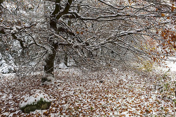 Buche mit Herbstlaub und Schnee  Winter  Naturpark Meißner Kaufunger Wald  Hessen  Deutschland  Europa