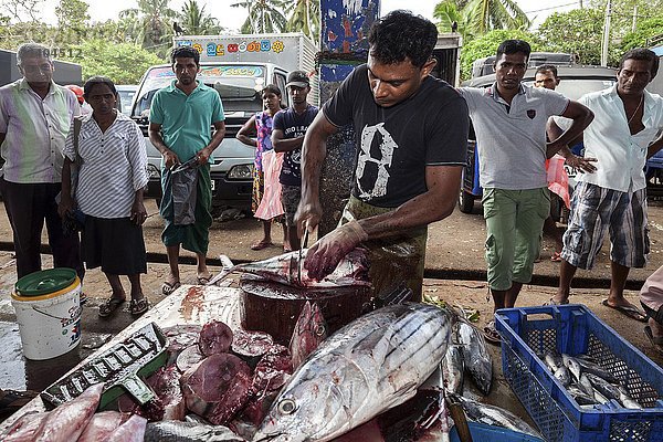 Fischverkäufer  Einheimischer beim Ausnehmen von frisch gefangenem Fisch  Fischmarkt  Beruwela  Westprovinz  Sri Lanka  Asien