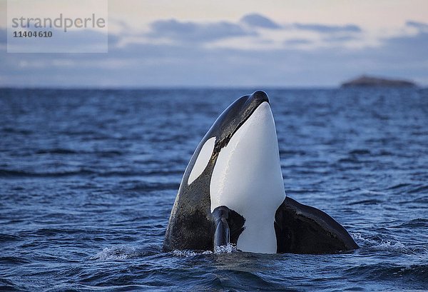 Orca oder Schwertwal (Orcinus orca)  Spyhopping  Kaldfjorden  Norwegen  Europa