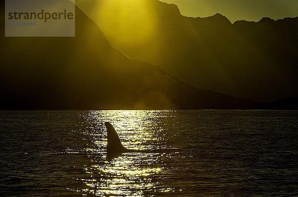 Orca oder Killerwal (Orcinus orca) bei Sonnenuntergang  Kaldfjorden  Norwegen  Europa