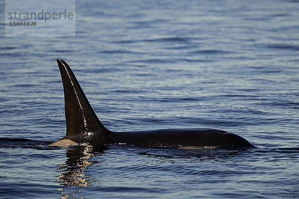 Orca (Orcinus orca)  Kaldfjorden  Tromvik  Norwegen  Europa