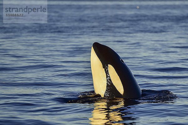 Orca oder Schwertwal (Orcinus orca)  Spyhopping  Kaldfjorden  Norwegen  Europa