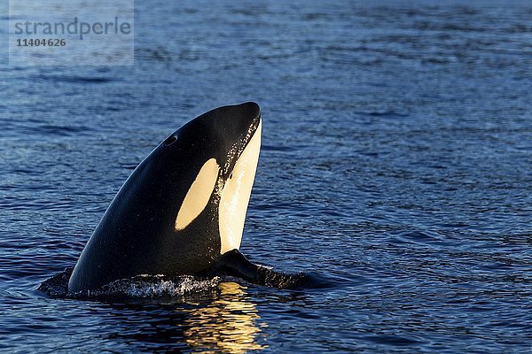 Orca (Orcinus orca) schaut aus dem Wasser  Spyhopping  Kaldfjorden  Tromvik  Norwegen  Europa