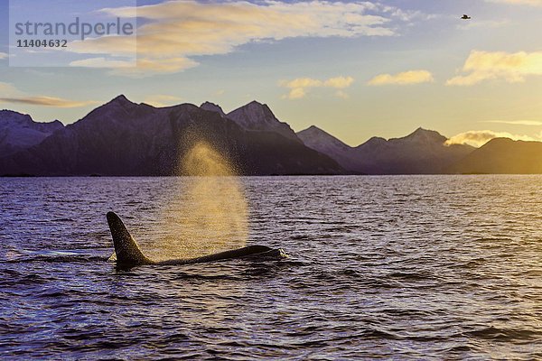 Orca (Orcinus orca) bläst  Sonnenuntergang  Berge im Rücken  Kaldfjorden  Tromvik  Norwegen  Europa