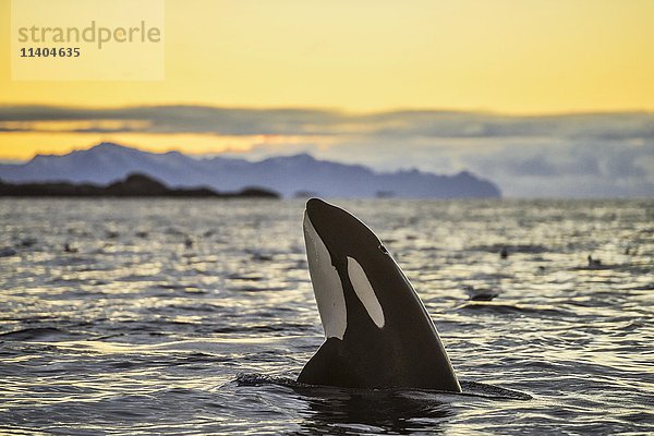 Orca (Orcinus orca) schaut aus dem Wasser  Spyhopping  Sonnenuntergang  Berge im Rücken  Kaldfjorden  Tromvik  Norwegen  Europa