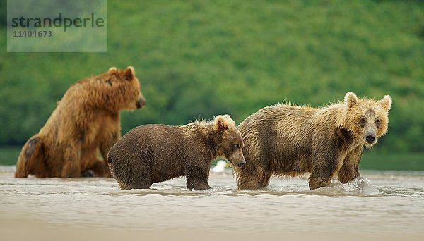 Braunbären (Ursus arctos)  Weibchen mit Jungtieren im Fluss  Kamtschatka  Russland  Europa