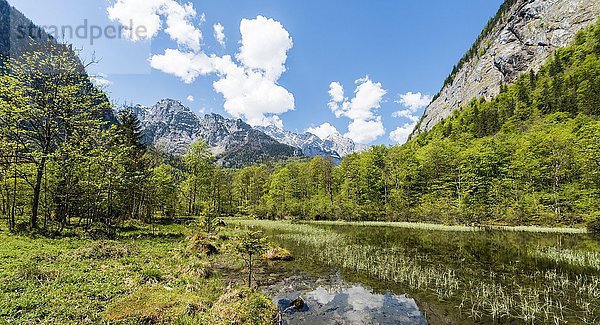 Saletbach  Bach  Salet am Königssee  Nationalpark Berchtesgaden  Berchtesgadener Land  Oberbayern  Bayern  Deutschland  Europa