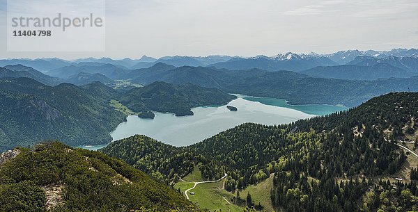 Blick auf den Walchensee und die Alpen vom Herzogstand  Oberbayern  Bayern  Deutschland  Europa