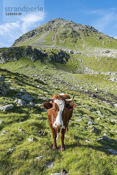 Kuh auf der Weide in felsigem Grasland  Schladminger Tauern  Österreichische Zentralalpen  Schladming  Steiermark  Österreich  Europa