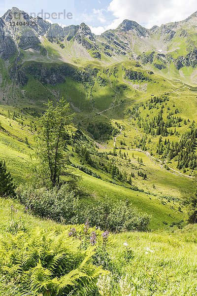 Weiden  Berglandschaft  Schladminger Tauern  Schladming  Steiermark  Österreich  Europa