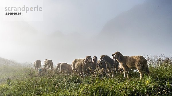 Schafe auf einer Wiese  Schladminger Tauern  Schladming  Steiermark  Österreich  Europa