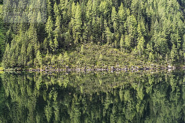 Wald spiegelt sich im Riesachsee  Rohrmoos-Untertal  Schladminger Tauern  Schladming  Steiermark  Österreich  Europa
